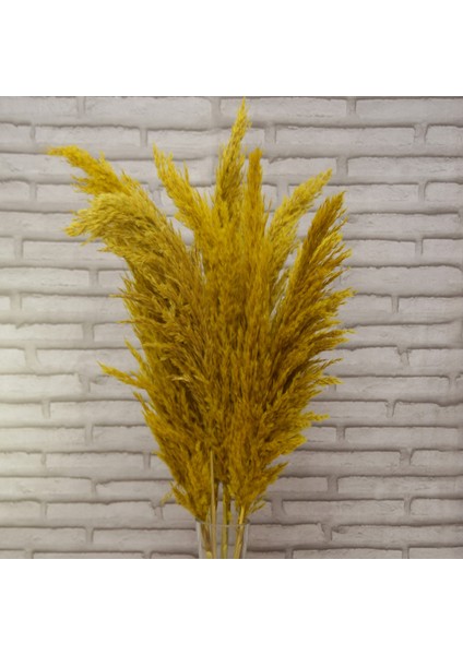 Sarı Pampas 10 Adet 100 cm