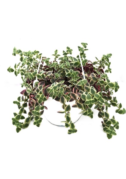Crassula Marginalis