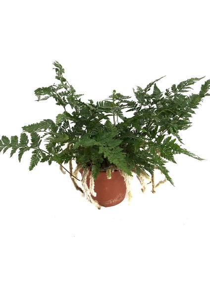 Humata Tyermanii (Eğrelti Otu)