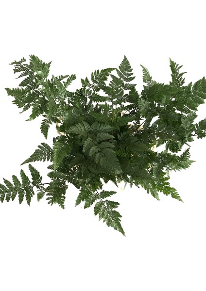 Humata Tyermanii (Eğrelti Otu) fiyatları