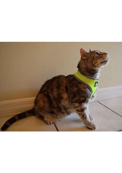 Air Mesh Neon Sarı Köpek Göğüs Tasması