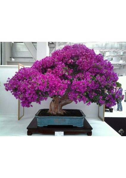 Bonsai Begonvil Tohumu