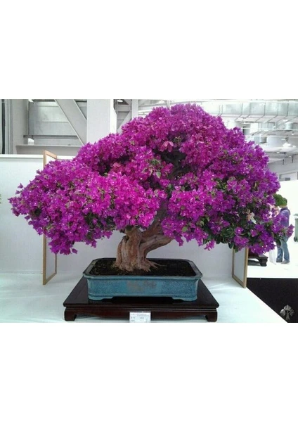 Naturel Tohum Bonsai Begonvil Tohumu