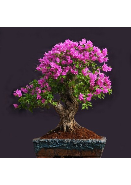 Bonsai Begonvil Tohumu