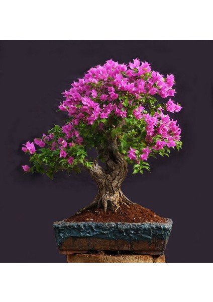 Bonsai Begonvil Tohumu