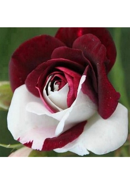 Siyah Inci Gülü Tohumu fiyatları