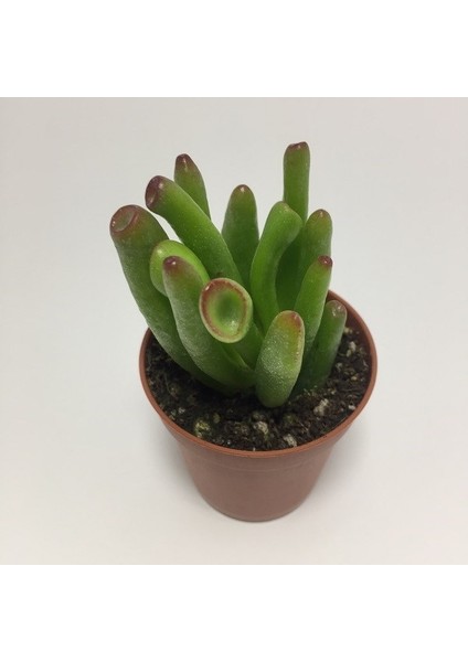 Hobbit Shreck Crassula Ovata Gollum Kaktüs