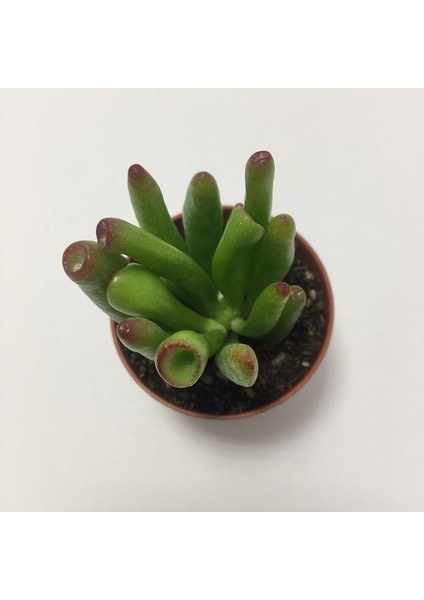 Hobbit Shreck Crassula Ovata Gollum Kaktüs