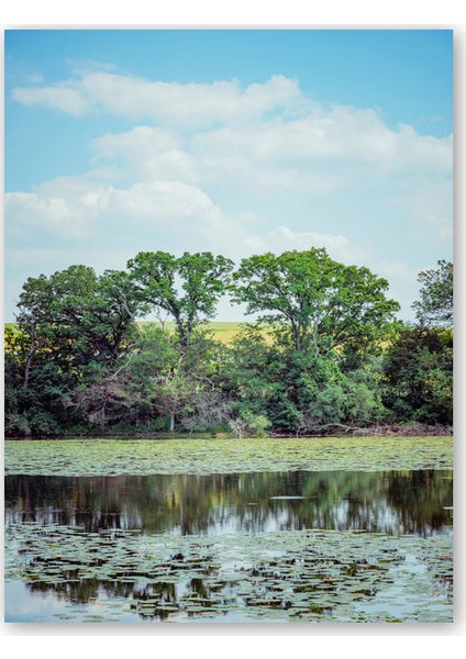 Ahşap Tablo Kıyıda Ağaçlar Gölde Nilüferler