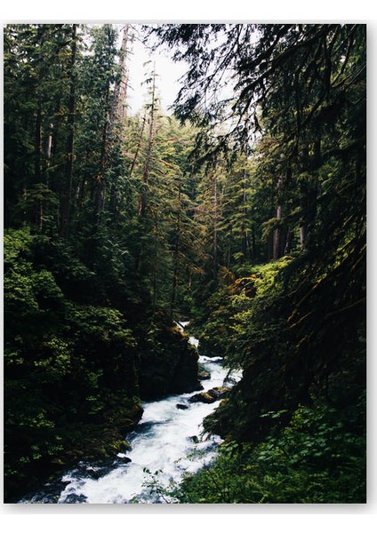 Ahşap Tablo Ormanın Içinden Akan Nehir ve Ağaçlar