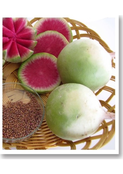 Çelebi Çin Turpu Tohumu 10 Gr.