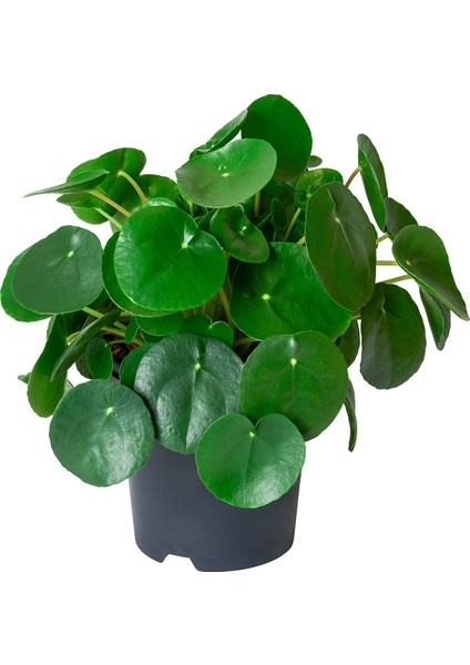 Pilea ( Para Çiçeği ) 30-35 cm