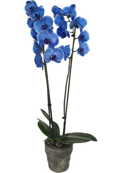 Çift Dal Mavi orkide dekoratif Taş Saksıda