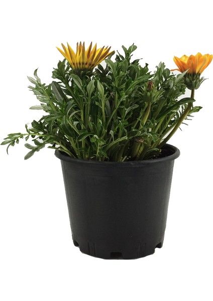 Gazania - Koyungözü - Gazanya