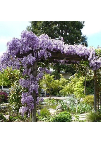 Mor Salkım Fidanı - Wisteria Sinensis