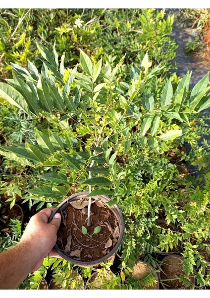 Mor Salkım Fidanı - Wisteria Sinensis