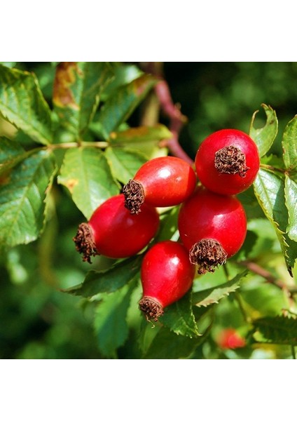 Kuşburnu Fidanı 3 Adet - Rosa Canina