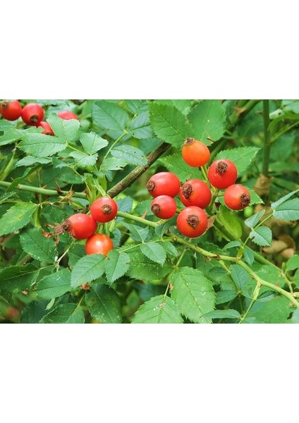 Kuşburnu Fidanı 3 Adet - Rosa Canina