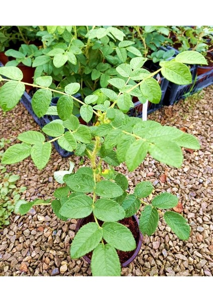 Kuşburnu Fidanı 3 Adet - Rosa Canina