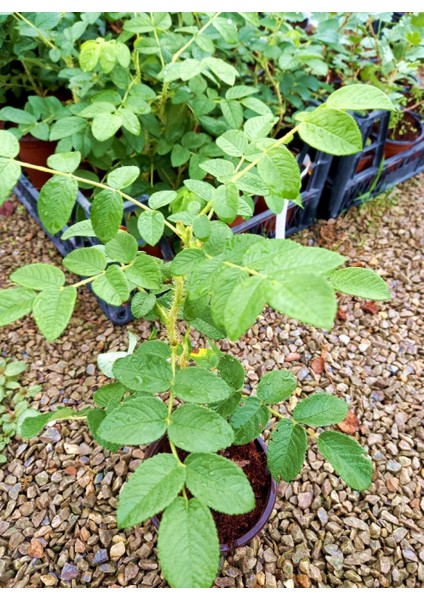 Tunç Botanik Kuşburnu Fidanı - Rosa Canina