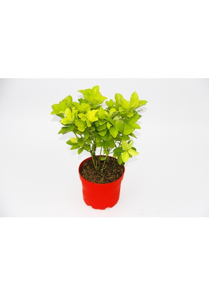 Sarı Kırmızı Gold Taflan Euonymus 2 Adet - Hediyelik
