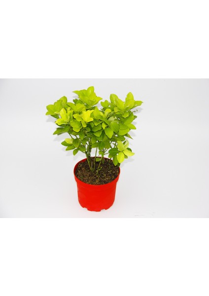 Sarı Kırmızı Gold Taflan Euonymus 2 Adet - Hediyelik