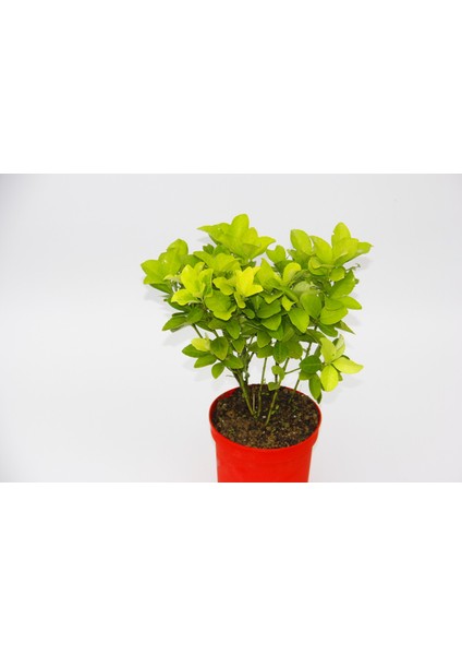 Sarı Kırmızı Gold Taflan Euonymus 10 Adet - Hediyelik