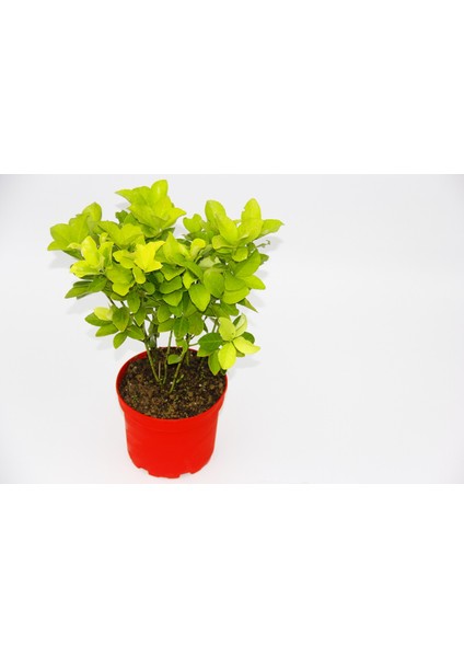 Sarı Kırmızı Gold Taflan Euonymus 3 Adet - Hediyelik