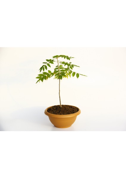 Bonsai Mor Salkım Fidanı Hediyelik