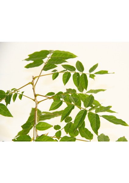 Bonsai Mor Salkım Fidanı Hediyelik