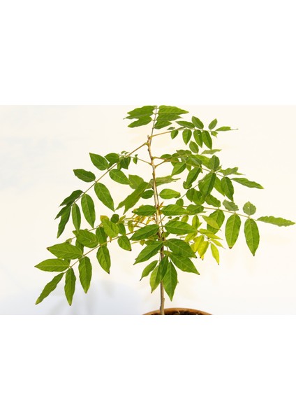 Bonsai Mor Salkım Fidanı Hediyelik