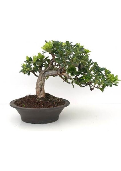 Bonsai Pitosporum Seti (Fidan+Bonsai Saksı+Toprak +Bitki Besini)