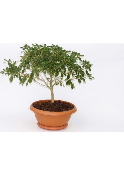 Bonsai Yıldız Çalısı Pitosporum 3 Adet - Hediyelik Ev Ofis Bitkis