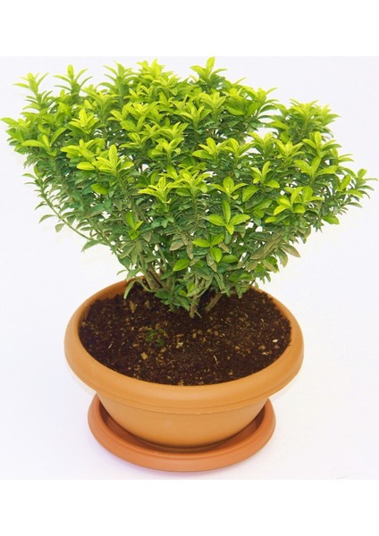 Bonsai Euonymus Microphyllus Aurea Fidanı 5 Adet