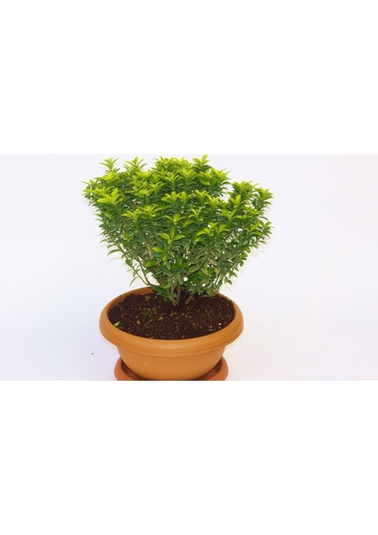 Bonsai Euonymus Microphyllus Aurea Fidanı 5 Adet