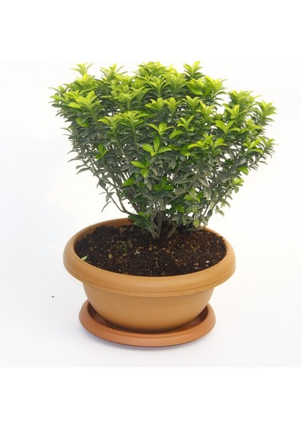 Bonsai Euonymus Microphyllus Aurea Fidanı 2 Adet
