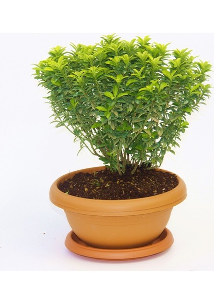 Bonsai Euonymus Microphyllus Aurea Fidanı 2 Adet