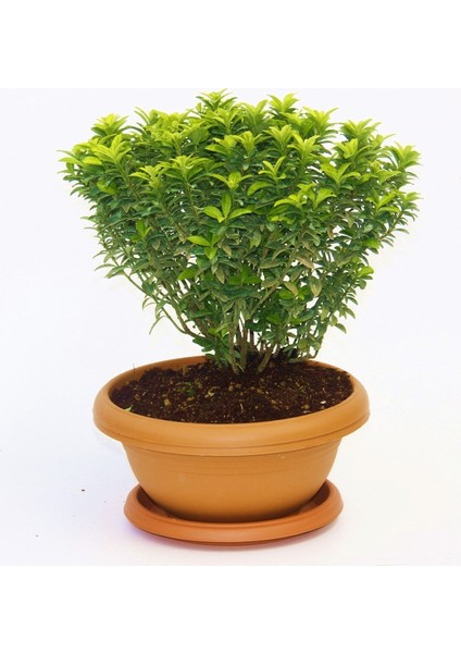 Bonsai Euonymus Microphyllus Aurea Fidanı 2 Adet