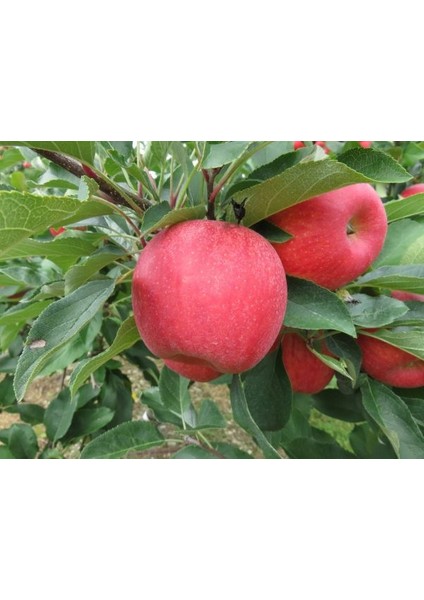 Pink Lady Elma Fidanı - 1 Adet Aşılı ve Tüplü