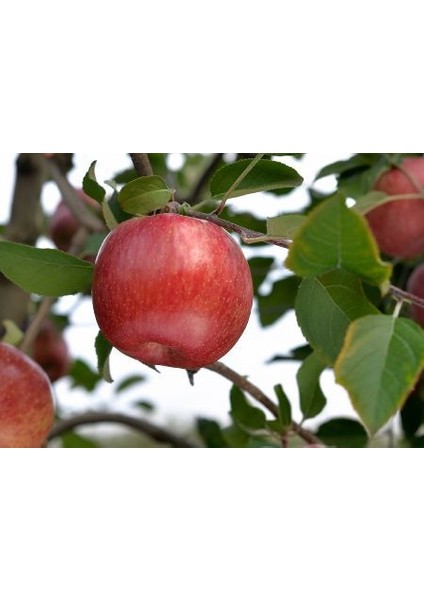 Fuji Kiku Elma Fidanı 3 Adet - Aşılı ve Tüplü