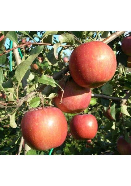 Fuji Kiku Elma Fidanı 3 Adet - Aşılı ve Tüplü