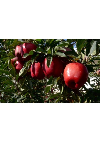 Fuji Kiku Elma Fidanı 5 Adet - Aşılı ve Tüplü