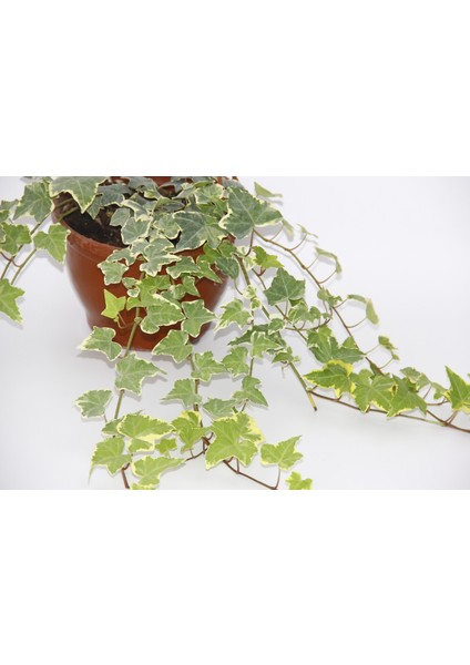 Hedera Sarmaşık 10 Adet - Askılı Saksıda Hediyelik