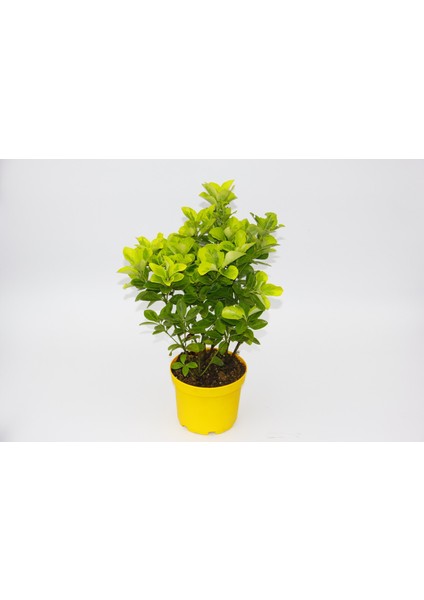 Sarı Gold Taflan Euonymus 3 Adet - Sarı Saksıda Hediyelik