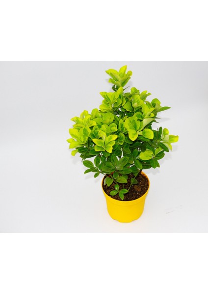 Sarı Gold Taflan Euonymus 3 Adet - Sarı Saksıda Hediyelik