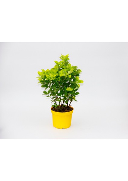 Sarı Gold Taflan Euonymus 3 Adet - Sarı Saksıda Hediyelik