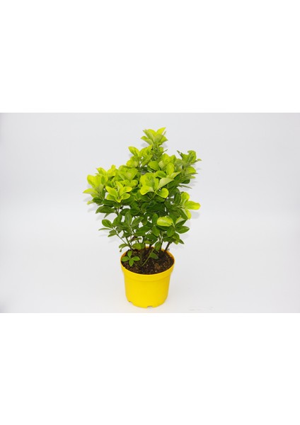 Tunç Botanik Sarı Gold Taflan Euonymus 2 Adet - Sarı Saksıda Hediyelik