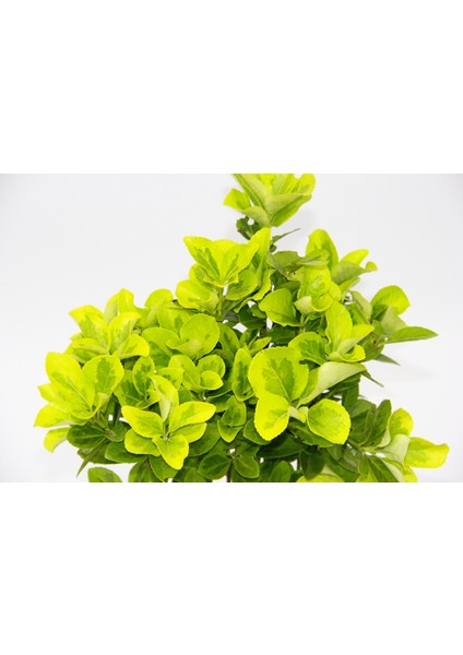 Tunç Botanik Sarı Gold Taflan Euonymus 2 Adet - Sarı Saksıda Hediyelik