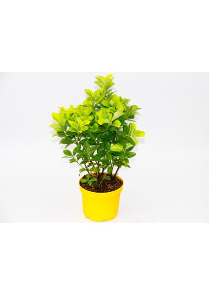 Tunç Botanik Sarı Gold Taflan Euonymus 2 Adet - Sarı Saksıda Hediyelik