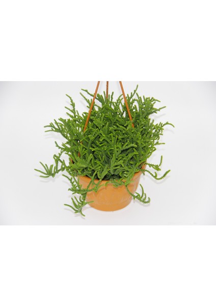Crassula Muscosa Sukulent - Askılı Saksıda Hediyelik
